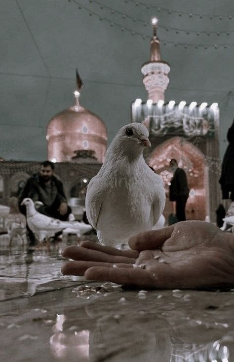 عکس حرم امام حسین زیبا